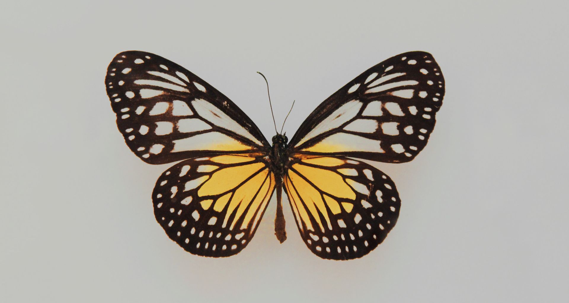 I Write 24/7, and Ulysses is My Constant Companion